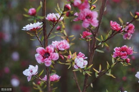 松紅梅花期